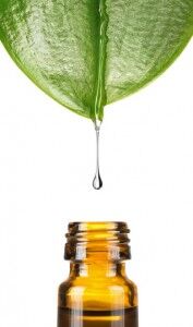 Oil 31: Uses, Benefits and Properties -  Blog